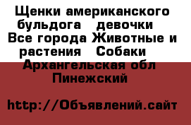 Щенки американского бульдога ( девочки) - Все города Животные и растения » Собаки   . Архангельская обл.,Пинежский 